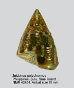 Jujubinus polychromus (3)